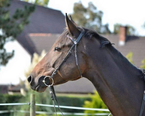 jumper L'Amour Pur II So (German Sport Horse, 2005, from Argentinus)