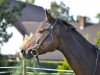 jumper L'Amour Pur II So (German Sport Horse, 2005, from Argentinus)