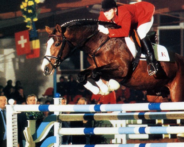 stallion Laureatus (Oldenburg, 1992, from Laudanum xx)