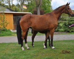 broodmare Gilde (Hanoverian, 2000, from Graf Top)