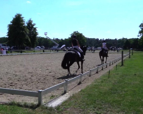 Reitturnier Coesfeld 2019