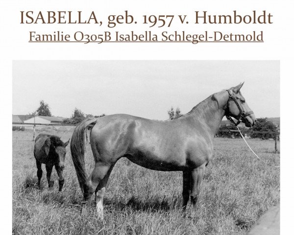 Zuchtstute Isabella (Trakehner, 1957, von Humboldt)