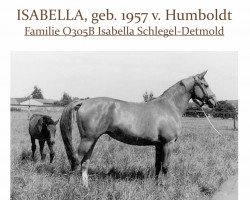 broodmare Isabella (Trakehner, 1957, from Humboldt)