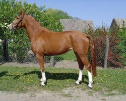 horse Pamea (German Sport Horse, 2003, from Paparazzo)