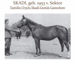 Zuchtstute Skadi (Trakehner, 1959, von Sector)