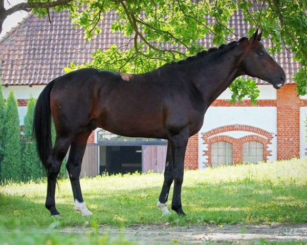stallion Dantander Hit (Hanoverian, 2007, from Dancier)