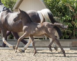 dressage horse DC Dream On Matilda (British Sport Horse, 2016, from Dream On)