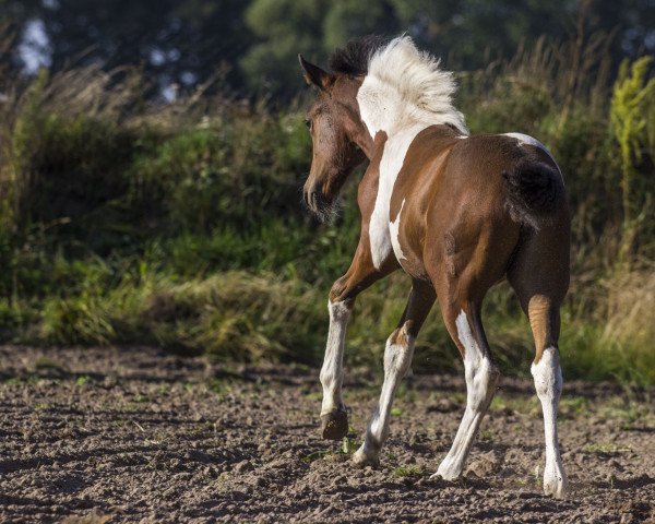 broodmare Always on my mind (Lewitzer, 2016, from Rudolphitals Oslo T)