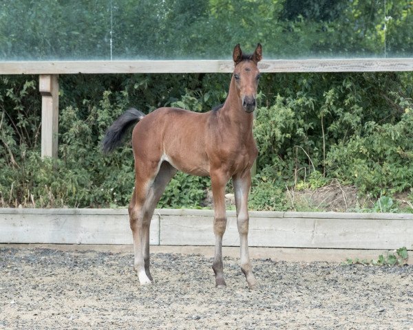 dressage horse Floella (British Sport Horse, 2016, from Fürst Romancier)