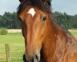 dressage horse Champion Charly (unknown, 2006)