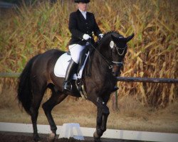 dressage horse Sir Sharoon (Hanoverian, 2008, from Sandro Hit)