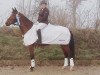 dressage horse Lady Lavinja L (Westphalian, 2009, from Life is Life)