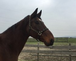 dressage horse Fabiaro (Westphalian, 1998, from Faveur)