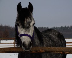 horse Kreon (Arabian thoroughbred, 2010, from Calando V)