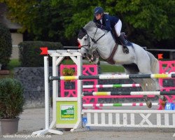 jumper Grey Flip (Hanoverian, 2012, from Grey Top)