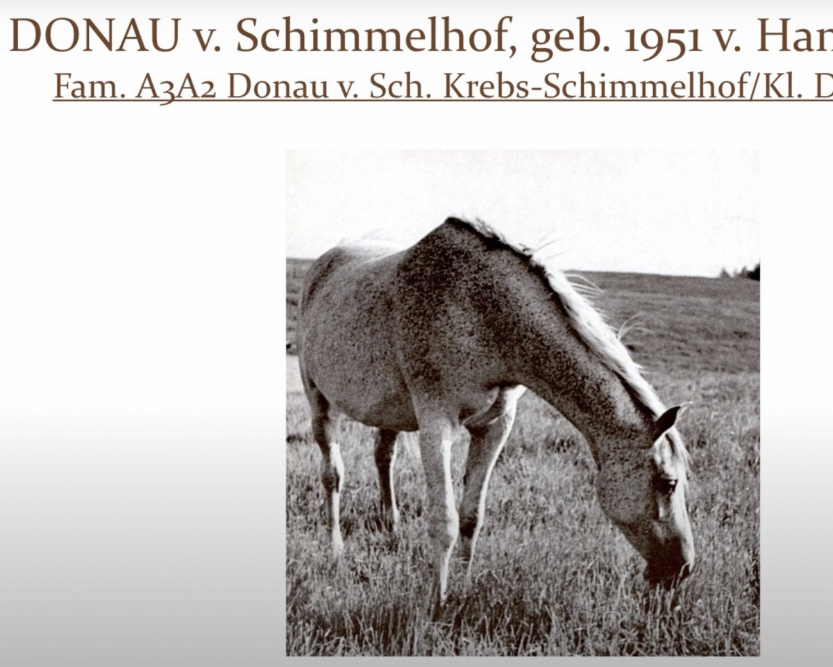 broodmare Donau vom Schimmelhof (Trakehner, 1951, from Hansakapitän)