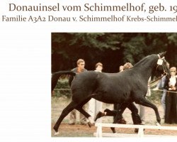 broodmare Donauinsel vom Schimmelhof (Trakehner, 1961, from Poet xx)