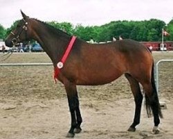 Zuchtstute Princessa (Trakehner, 2000, von Gribaldi)