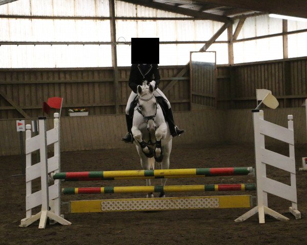 jumper Rachel 75 (Oldenburg show jumper, 2007, from Rodrigo)