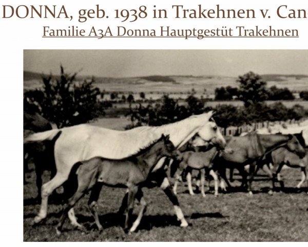 broodmare Donna (Trakehner, 1939, from Cancara)