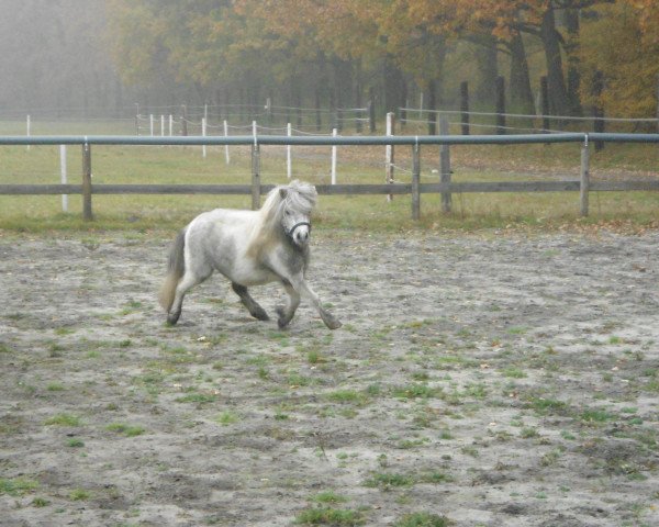 stallion Diego vom Landhof (Shetland pony (under 87 cm), 2008, from Don Camilo)