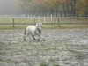 Deckhengst Diego vom Landhof (Shetland Pony (unter 87 cm), 2008, von Don Camilo)