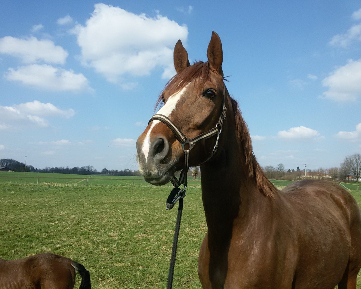 broodmare Ricky H (Westphalian, 2008, from Riccio)