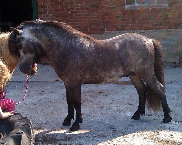 Deckhengst Del Piero vom Landhof (Shetland Pony (unter 87 cm), 2011, von Dave)