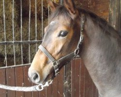 dressage horse Riccione's Brego (Westphalian, 2014, from Riccione)