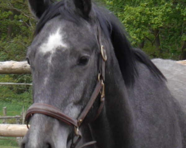 broodmare Stute von Cormint I (Holsteiner,  , from Cormint)