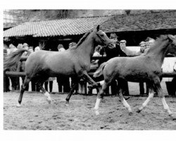 Zuchtstute Zauberfee (Trakehner, 1946, von Löda)