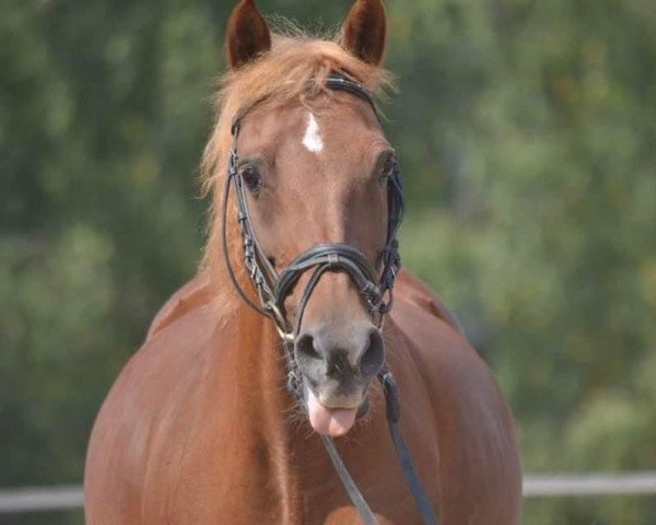 broodmare Daisy (German Riding Pony, 1997, from Derengo)