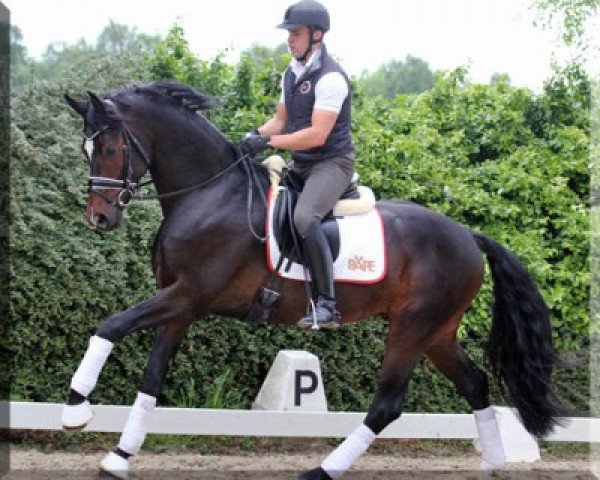stallion Franz Ferdinand (Hanoverian, 2012, from Fürst Heinrich)