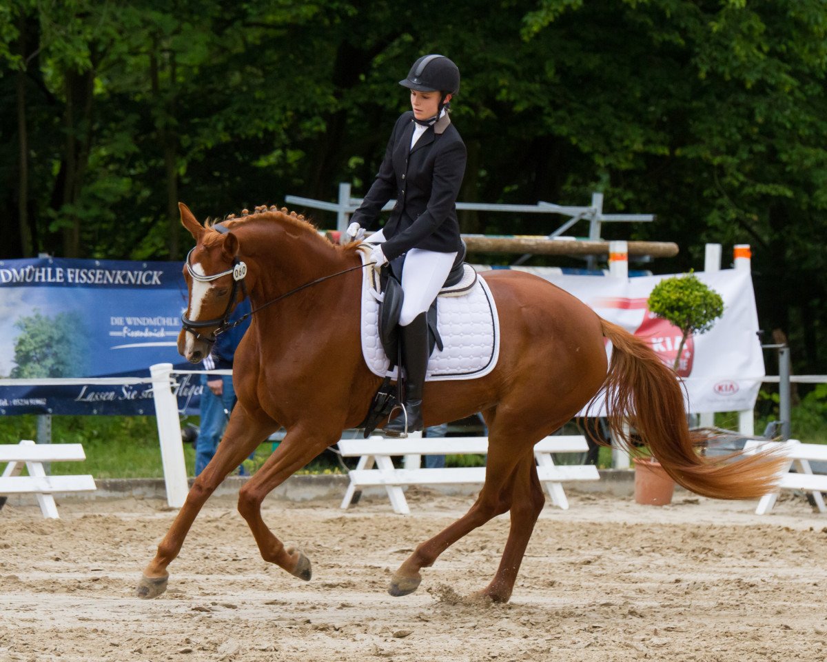 Zuchtstute Lady Valentina (Hannoveraner, 2011, von Lord de Hus)