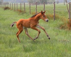 dressage horse The Snail (Trakehner, 2015, from Windsor)