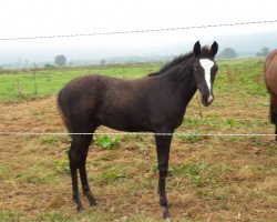 dressage horse Tarantino 17 (Trakehner, 2016, from Windsor)