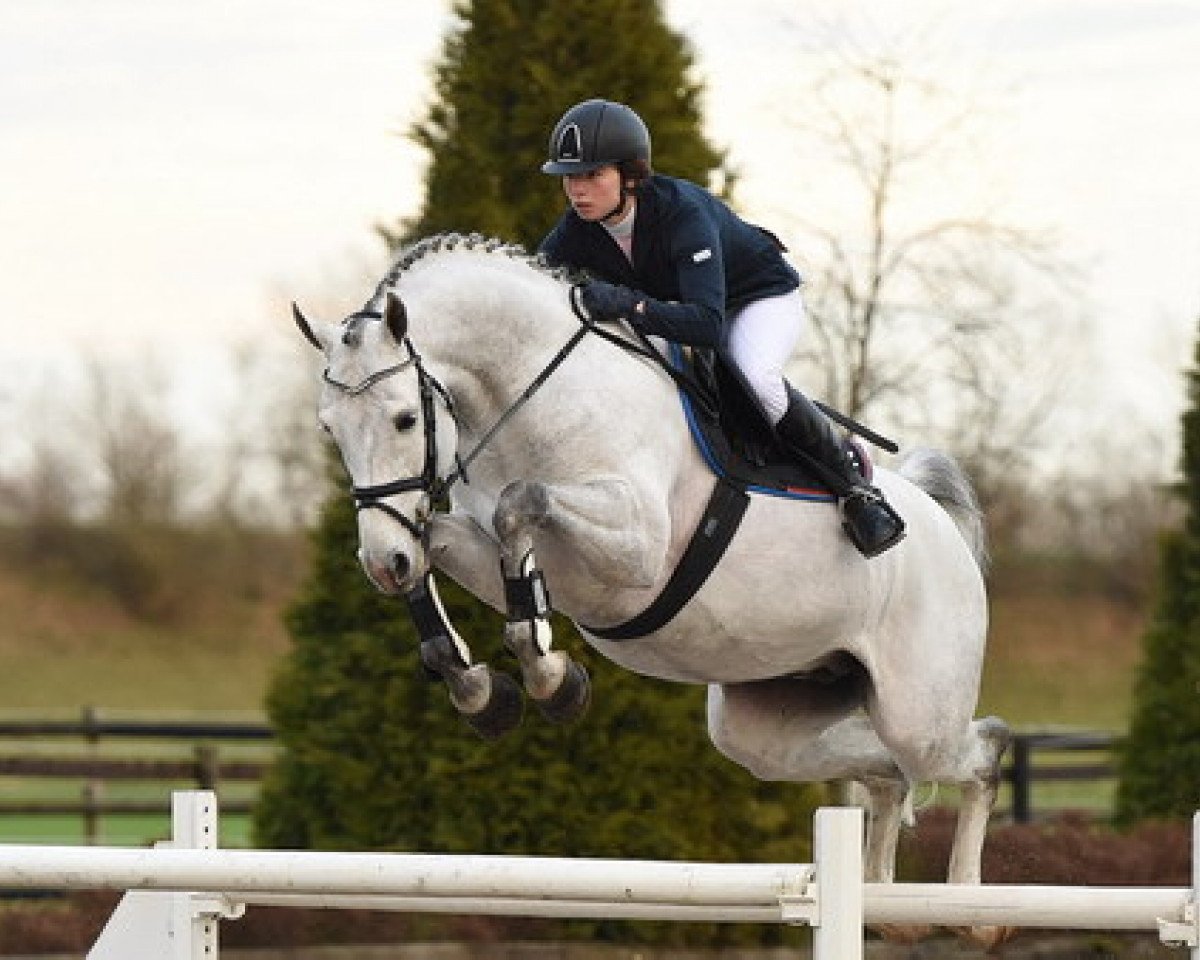 stallion Cornet De Lux (Holsteiner, 2009, from Cornet Obolensky)