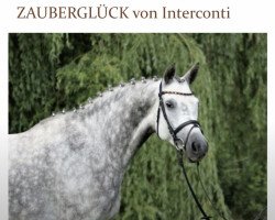 Zuchtstute Zauberglück 2 (Trakehner, 2009, von Interconti)