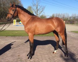 stallion Italo (KWPN (Royal Dutch Sporthorse), 2013, from Inshallah de Muze)