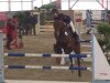 jumper Crunchy Boy (Oldenburg show jumper, 2009, from Comte)