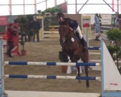 jumper Crunchy Boy (Oldenburg show jumper, 2009, from Comte)