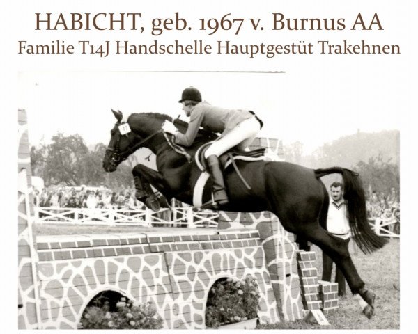 stallion Habicht (Trakehner, 1967, from Burnus AA)