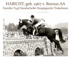 Deckhengst Habicht (Trakehner, 1967, von Burnus AA)