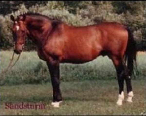 stallion Sandsturm (Hanoverian, 1973, from Sendbote)