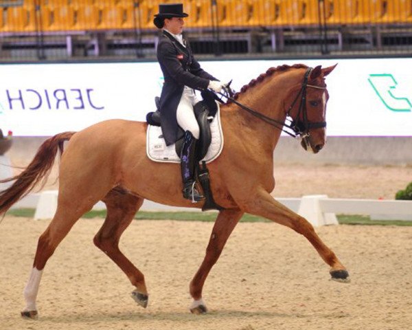 dressage horse Quantico (Oldenburg, 1999, from Quattro B)