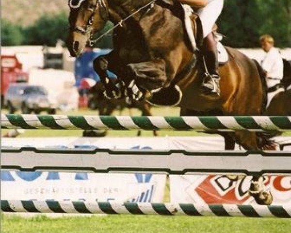 stallion Prokopp's Dumbo (KWPN (Royal Dutch Sporthorse), 1987, from Burggraaf)