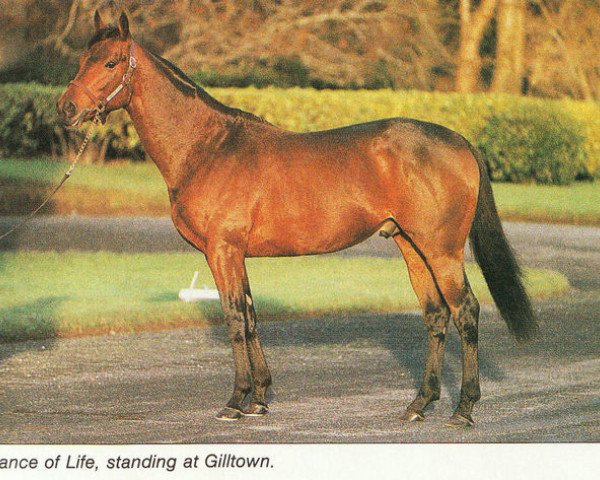 stallion Dance of Life xx (Thoroughbred, 1983, from Nijinsky xx)