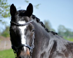 dressage horse Q-Rage N (Hanoverian, 2011, from FRH Quaid)