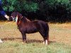 Zuchtstute X-Lady (Shetland Pony (unter 87 cm), 1993, von Rene)