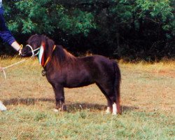 broodmare X-Lady (Shetland pony (under 87 cm), 1993, from Rene)